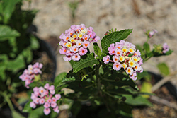 Pink Caprice Lantana (Lantana camara 'Pink Caprice') at Lakeshore Garden Centres