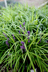 Pee Dee Gold Ingot Lily Turf (Liriope muscari 'Pee Dee Gold Ingot') at Lakeshore Garden Centres
