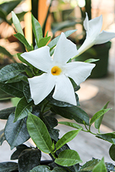 Bride's Cascade Mandevilla (Mandevilla 'Bride's Cascade') at Lakeshore Garden Centres