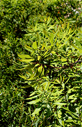 Dwarf Wax Myrtle (Myrica pusilla) at Lakeshore Garden Centres