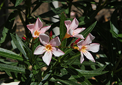 Hardy Pink Oleander (Nerium oleander 'Hardy Pink') at Stonegate Gardens