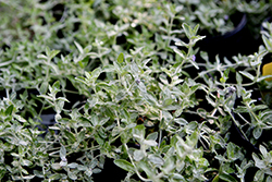 Woolly Stemodia (Stemodia lanata) at Lakeshore Garden Centres