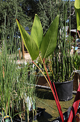 Red Stemmed Thalia (Thalia geniculata 'Ruminoides') at Lakeshore Garden Centres