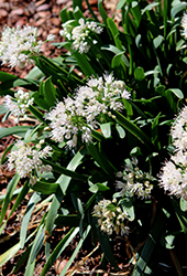 Summer Beauty Ornamental Chives (Allium 'Big Beauty') at Lakeshore Garden Centres