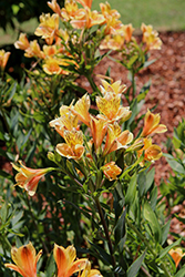 Summertime Alstroemeria (Alstroemeria 'Summertime') at Lakeshore Garden Centres