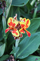Cannova Red Golden Flame Canna (Canna 'Cannova Red Golden Flame') at Lakeshore Garden Centres