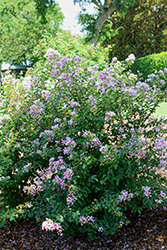 GreatMyrtle Cotton Candy Crapemyrtle (Lagerstroemia 'G19235') at Stonegate Gardens
