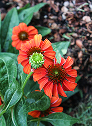 PollyNation Orange Red Coneflower (Echinacea purpurea 'PollyNation Orange Red') at Lakeshore Garden Centres