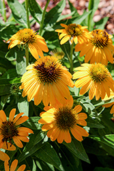 PollyNation Yellow Coneflower (Echinacea purpurea 'PollyNation Yellow') at Lakeshore Garden Centres