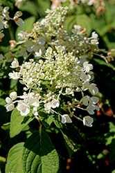 Happy Bee Hydrangea (Hydrangea paniculata 'Happy Bee') at Lakeshore Garden Centres