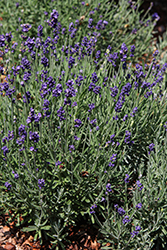 Lavenize Elegance Lavender (Lavandula angustifolia 'Lavenize Elegance') at Stonegate Gardens
