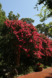 Thunderstruck Coral Boom Crapemyrtle (Lagerstroemia 'JM5') at Stonegate Gardens