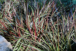 Regal Princess Fountain Grass (Pennisetum 'Tift 15') at Lakeshore Garden Centres
