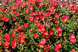 Cupcake Cherry Baby Portulaca (Portulaca grandiflora 'Cupcake Cherry Baby') at Lakeshore Garden Centres