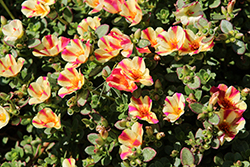 Cupcake Upright Magenta Touch Portulaca (Portulaca grandiflora 'Cupcake Upright Magenta Touch') at Lakeshore Garden Centres