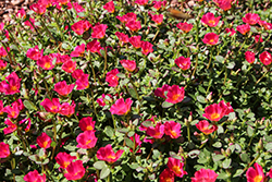 Cupcake Upright Raspberry Portulaca (Portulaca grandiflora 'Cupcake Upright Raspberry') at Lakeshore Garden Centres