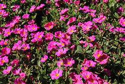 Mojave Fuchsia Portulaca (Portulaca grandiflora 'Mojave Fuchsia') at Lakeshore Garden Centres