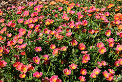 Mojave Pink Portulaca (Portulaca grandiflora 'Mojave Pink') at Lakeshore Garden Centres