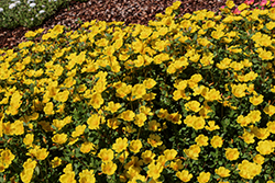 Mojave Yellow Portulaca (Portulaca grandiflora 'Mojave Yellow') at A Very Successful Garden Center