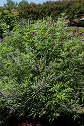 Season to Season Busy Bee Chaste Tree (Vitex 'JBG 19002') at A Very Successful Garden Center