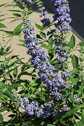 Montrose Purple Chaste Tree (Vitex agnus-castus 'Montrose Purple') at Lakeshore Garden Centres