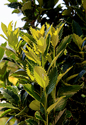 My Lady Holly (Ilex 'My Lady') at Lakeshore Garden Centres