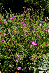 Rock Rose (Pavonia lasiopetala) at Lakeshore Garden Centres