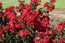 Drury Crimson Crapemyrtle (Lagerstroemia 'GV1125') at Lakeshore Garden Centres