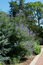 Delta Blues Chaste Tree (Vitex agnus-castus 'PIIVAC-I') at Stonegate Gardens
