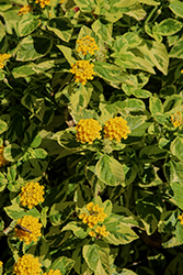 Samantha Lantana (Lantana camara 'Samantha') at Lakeshore Garden Centres