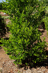Everbrite Cherry Laurel (Prunus caroliniana 'Greevbrite') at Stonegate Gardens