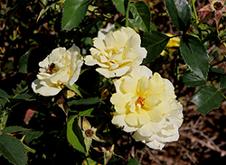 The Champion Yellow Rose (Rosa 'Radgardebyel') at Lakeshore Garden Centres