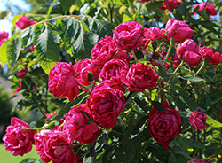 The Grand Champion Rose (Rosa 'Meimacota') at Wallitsch Nursery And Garden Center
