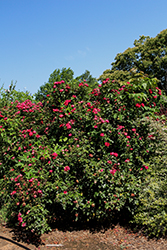 The Grand Champion Rose (Rosa 'Meimacota') at Lakeshore Garden Centres