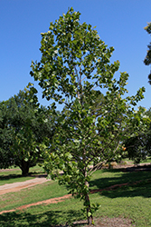 Silverwood Sycamore (Platanus occidentalis 'Silverwood') at Lakeshore Garden Centres