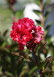 Summerlasting Strawberry Crapemyrtle (Lagerstroemia indica 'HOCH266') at Stonegate Gardens