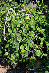 Ramblin' Man Weeping American Holly (Ilex opaca 'RLH-I0-1') at Lakeshore Garden Centres