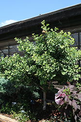 Troll Dwarf Ginkgo (Ginkgo biloba 'Troll') at Lakeshore Garden Centres