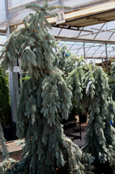 Blue Falls Spruce (Picea pungens 'Blue Falls') at Lakeshore Garden Centres