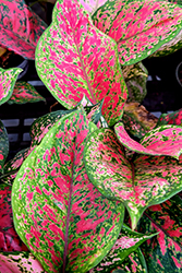 Ruby Ray Chinese Evergreen (Aglaonema 'Ruby Ray') at Lakeshore Garden Centres