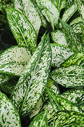 Wintry Winehouse Chinese Evergreen (Aglaonema 'Wintry Winehouse') at Lakeshore Garden Centres