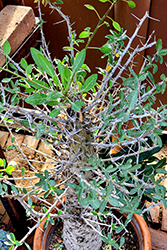 Boojum Tree (Fouquieria columnaris) at Lakeshore Garden Centres