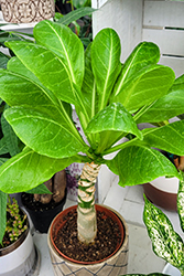 Hawaiian Palm (Brighamia insignis) at Lakeshore Garden Centres