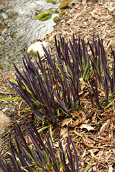 Purple Flame Blue Flag Iris (Iris versicolor 'Purple Flame') at Lakeshore Garden Centres