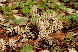 Allegheny Spurge (Pachysandra procumbens) at Lakeshore Garden Centres