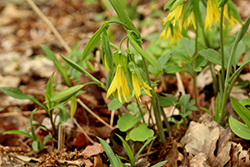 Great Merrybells (Uvularia grandiflora) at Lakeshore Garden Centres