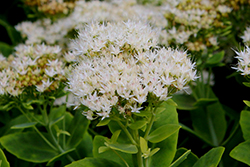 Stardust Stonecrop (Sedum spectabile 'Stardust') at Lakeshore Garden Centres