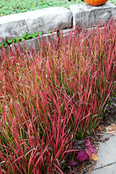 Red Baron Japanese Blood Grass (Imperata cylindrica 'Red Baron') at Lakeshore Garden Centres