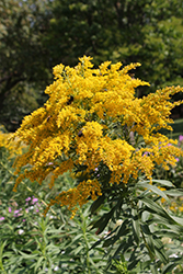 Tall Goldenrod (Solidago altissima) at Lakeshore Garden Centres