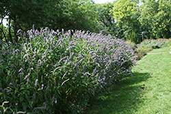 Blue Fortune Anise Hyssop (Agastache 'Blue Fortune') at Lakeshore Garden Centres